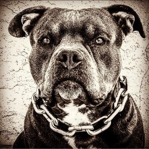 Meet your Posher, Ambrosio